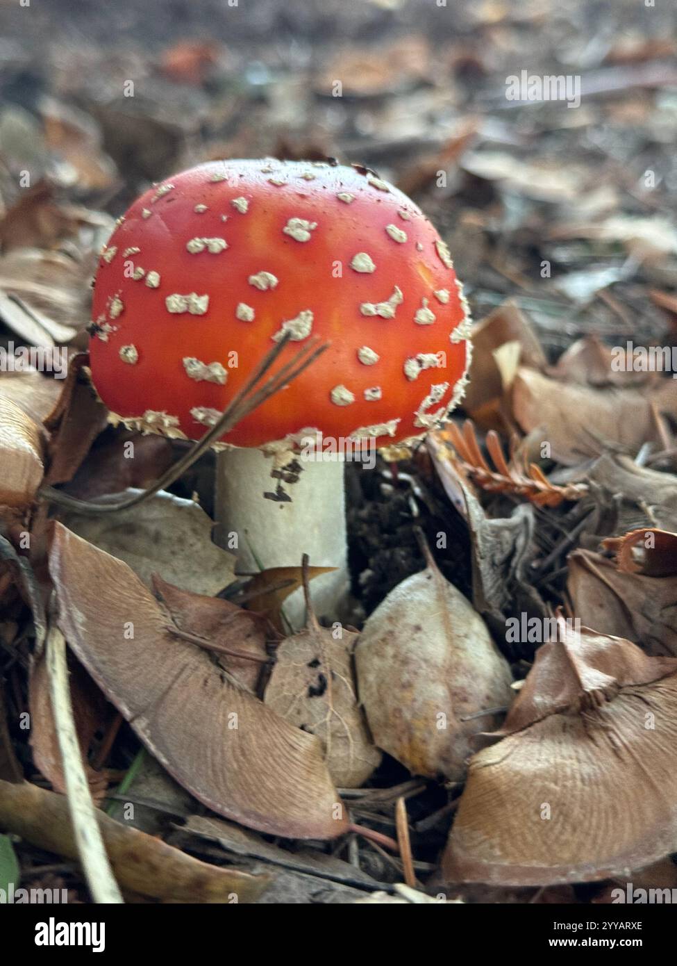 The toxic Fly Agaric Mushroom (Amanita Muscaria) growing underneath a tree after heavy rains. Known for its appearance in Alice in Wonderland. - Smartphone Captured Stock Image