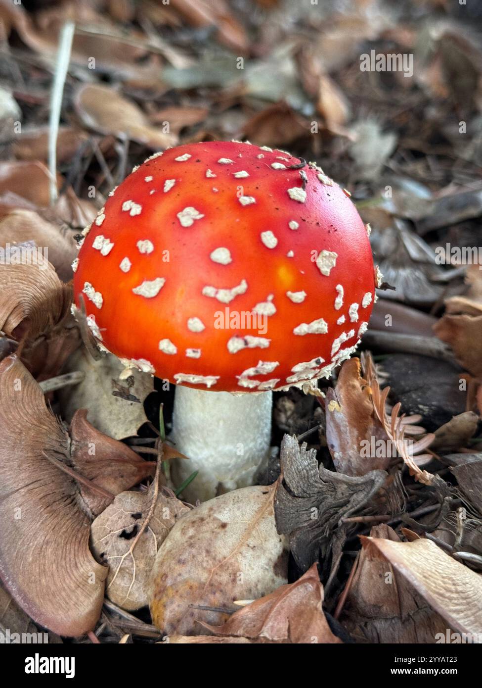 The toxic Fly Agaric Mushroom (Amanita Muscaria) growing underneath a tree after heavy rains. Known for its appearance in Alice in Wonderland. - Smartphone Captured Stock Image