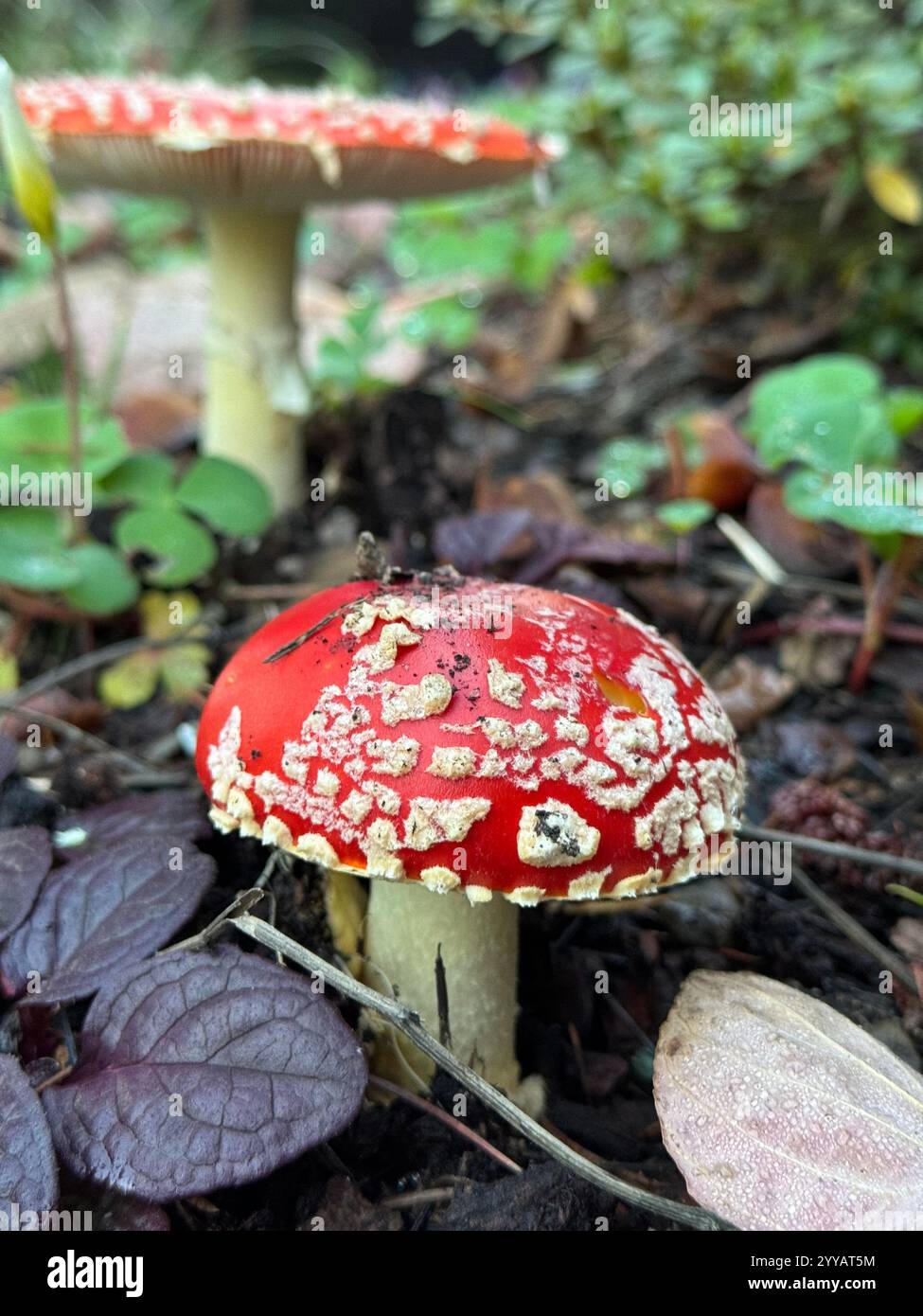 The toxic Fly Agaric Mushroom (Amanita Muscaria) growing underneath a tree after heavy rains. Known for its appearance in Alice in Wonderland. - Smartphone Captured Stock Image