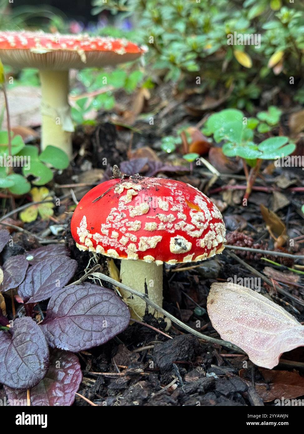 The toxic Fly Agaric Mushroom (Amanita Muscaria) growing underneath a tree after heavy rains. Known for its appearance in Alice in Wonderland. - Smartphone Captured Stock Image