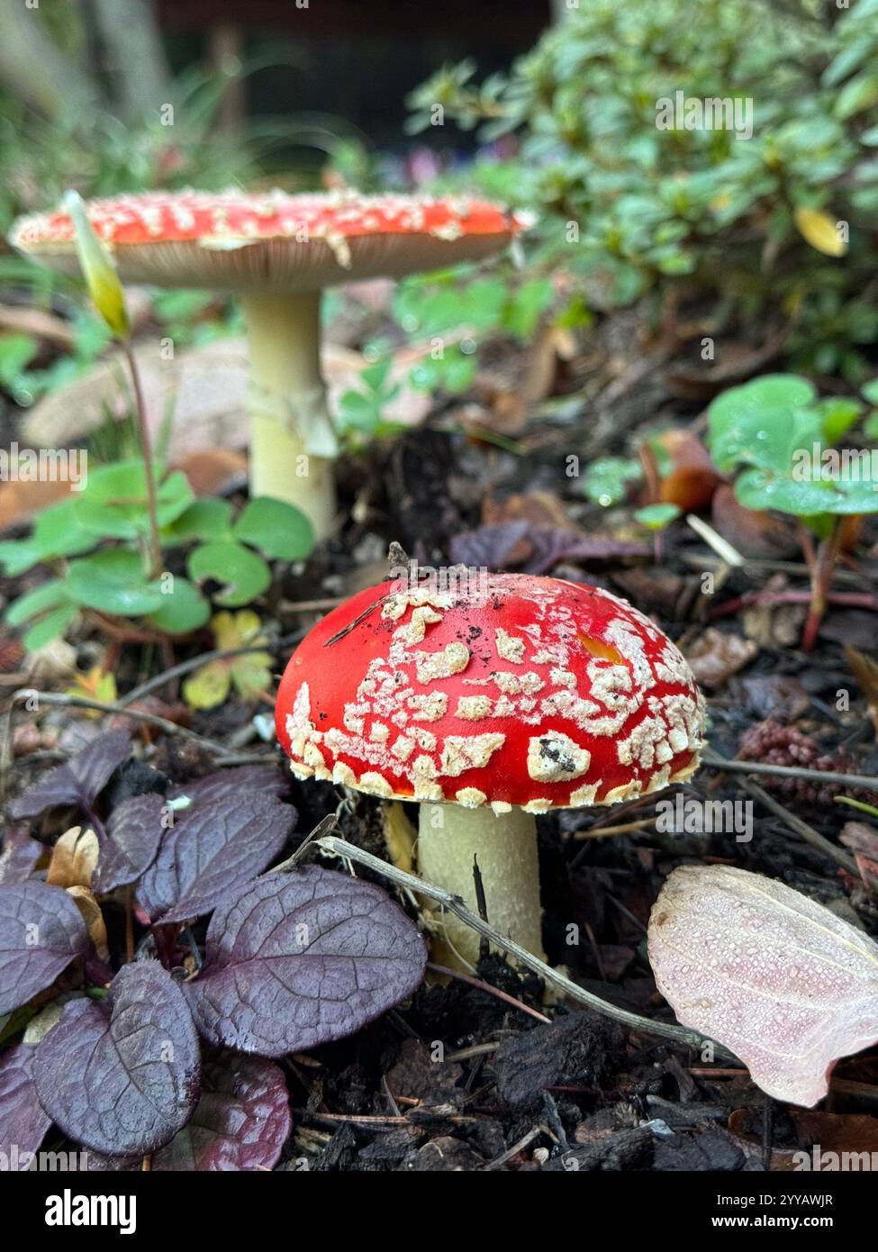The toxic Fly Agaric Mushroom (Amanita Muscaria) growing underneath a tree after heavy rains. Known for its appearance in Alice in Wonderland. - Smartphone Captured Stock Image
