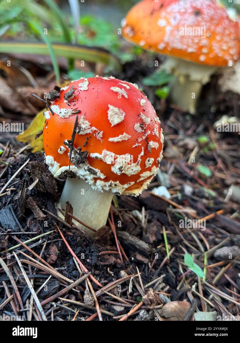 The toxic Fly Agaric Mushroom (Amanita Muscaria) growing underneath a tree after heavy rains. Known for its appearance in Alice in Wonderland. - Smartphone Captured Stock Image