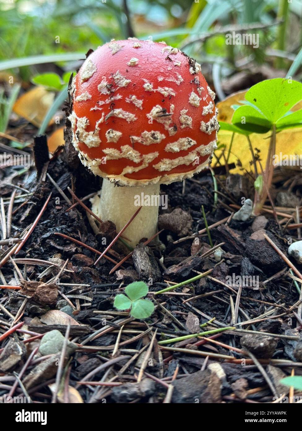 The toxic Fly Agaric Mushroom (Amanita Muscaria) growing underneath a tree after heavy rains. Known for its appearance in Alice in Wonderland. - Smartphone Captured Stock Image