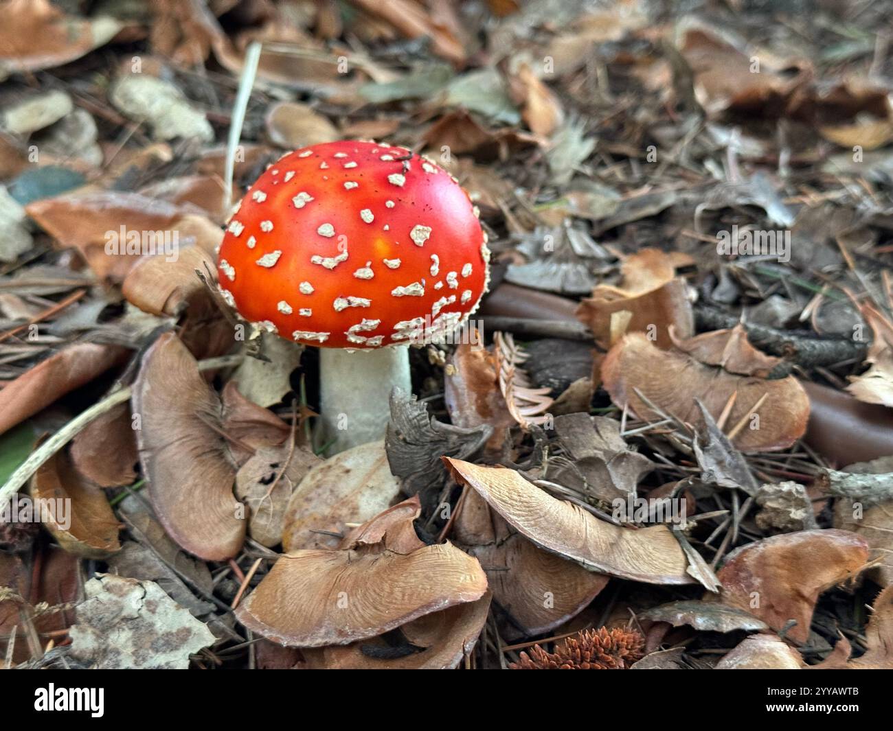 The toxic Fly Agaric Mushroom (Amanita Muscaria) growing underneath a tree after heavy rains. Known for its appearance in Alice in Wonderland. - Smartphone Captured Stock Image