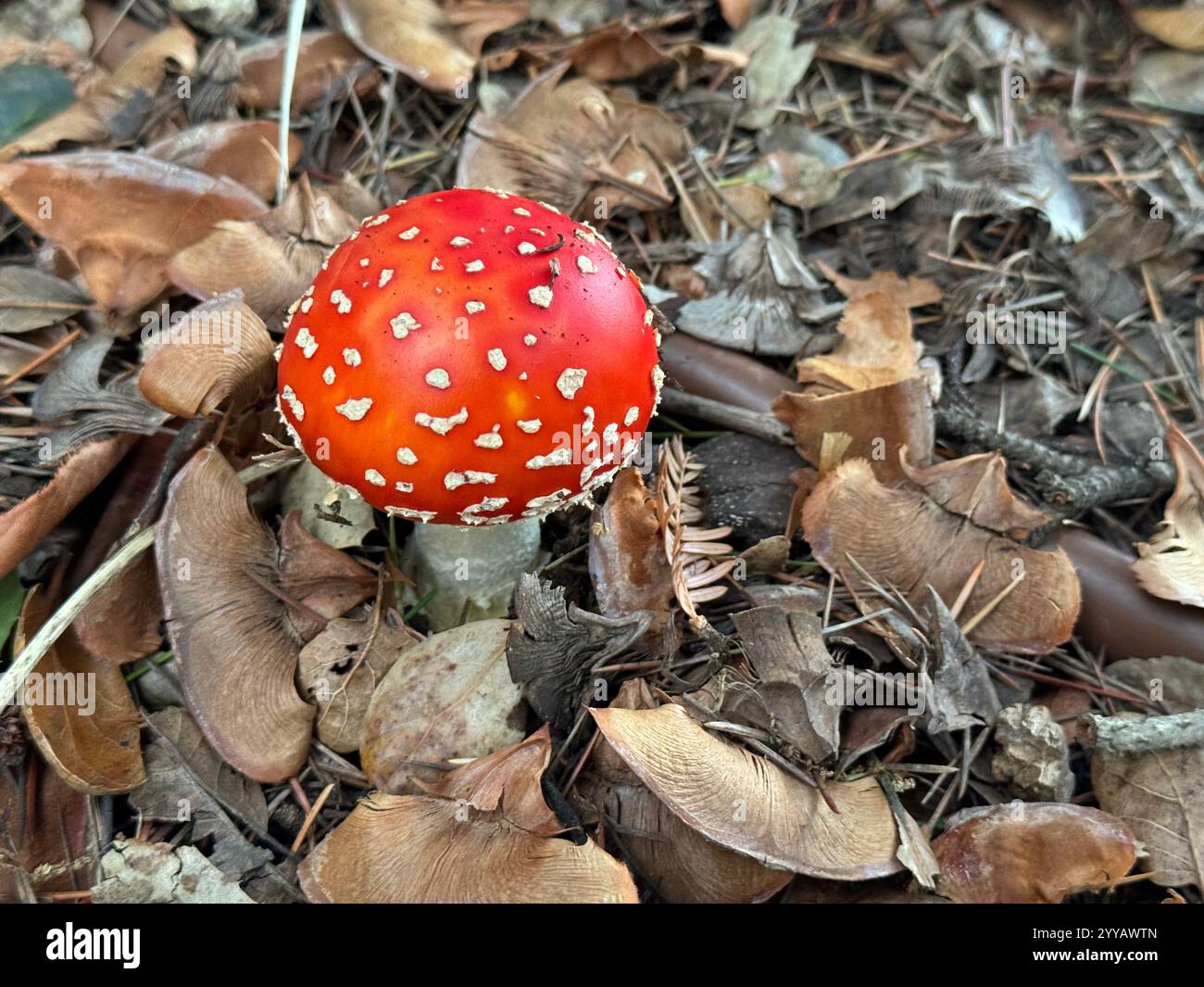 The toxic Fly Agaric Mushroom (Amanita Muscaria) growing underneath a tree after heavy rains. Known for its appearance in Alice in Wonderland. - Smartphone Captured Stock Image