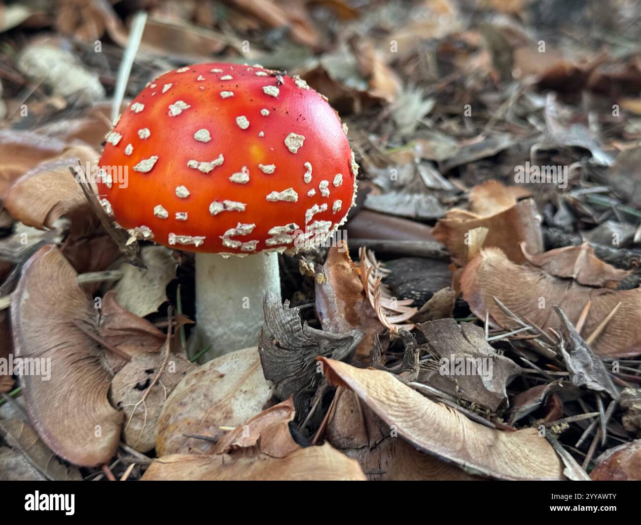 The toxic Fly Agaric Mushroom (Amanita Muscaria) growing underneath a tree after heavy rains. Known for its appearance in Alice in Wonderland. - Smartphone Captured Stock Image