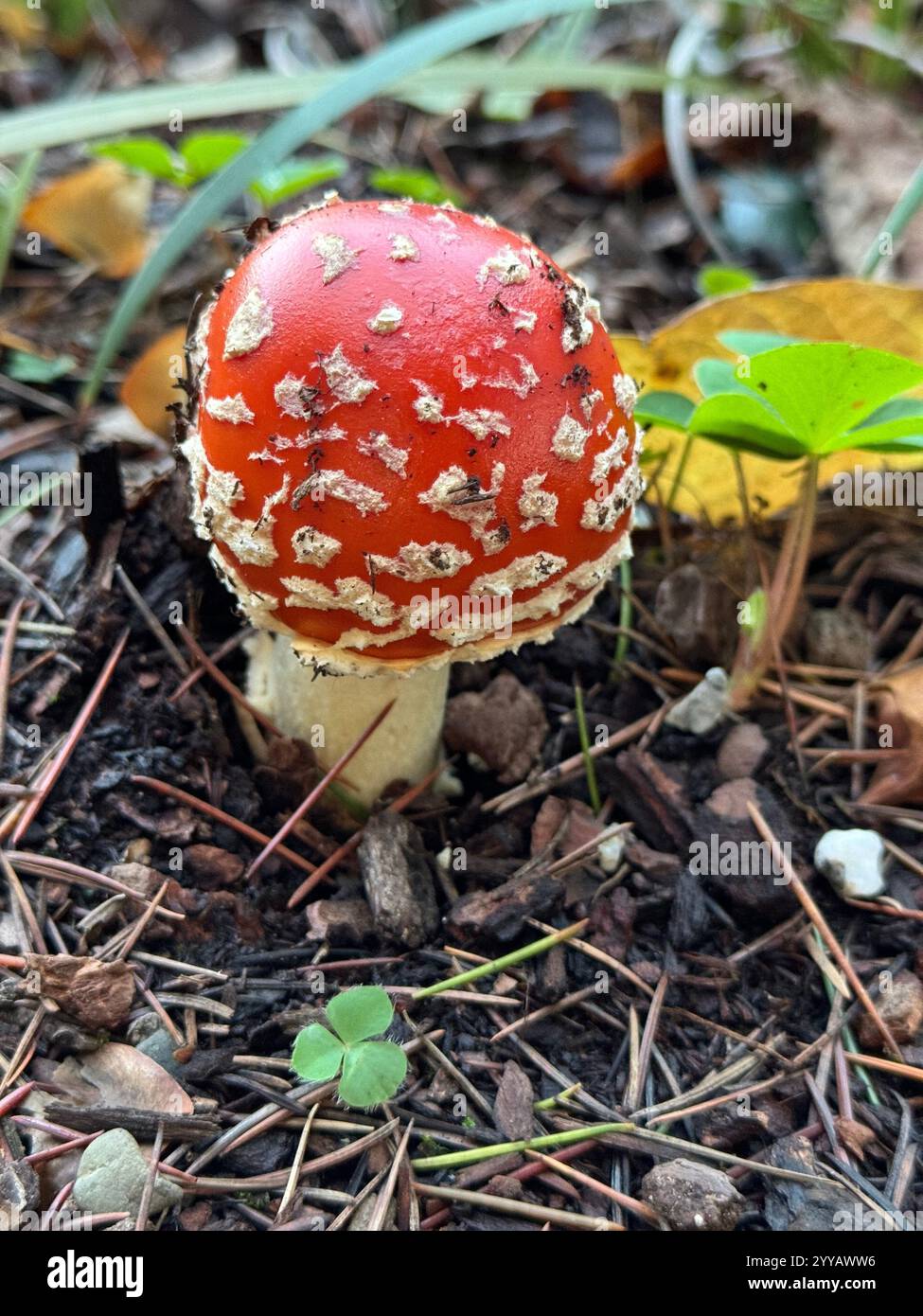 The toxic Fly Agaric Mushroom (Amanita Muscaria) growing underneath a tree after heavy rains. Known for its appearance in Alice in Wonderland. - Smartphone Captured Stock Image