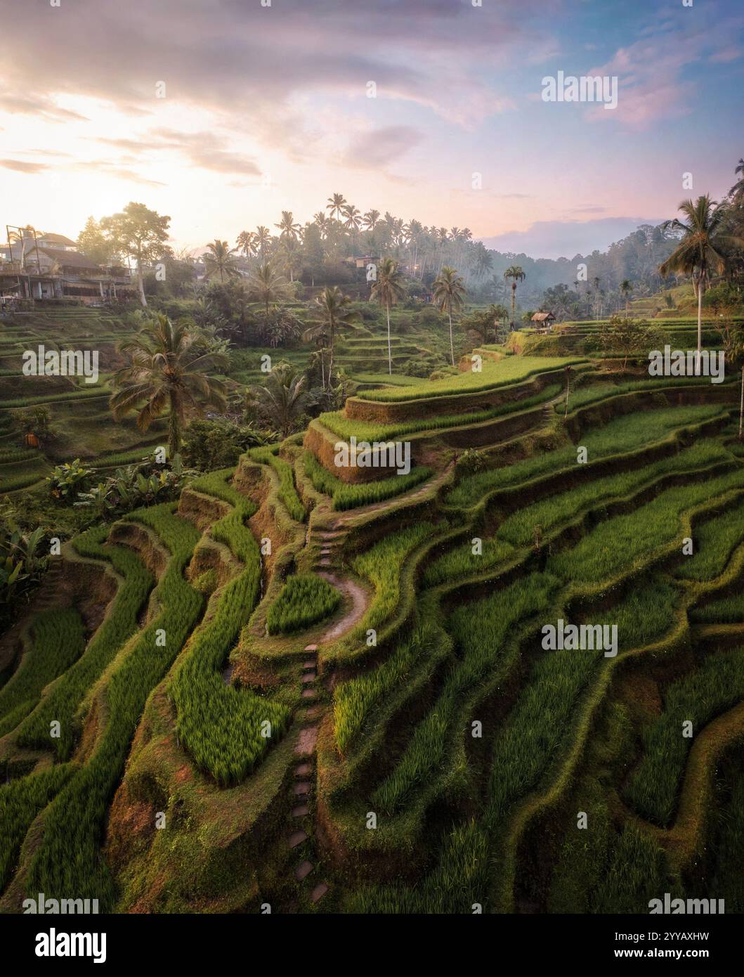 Rice Plantations in South East Asia Stock Photo - Alamy
