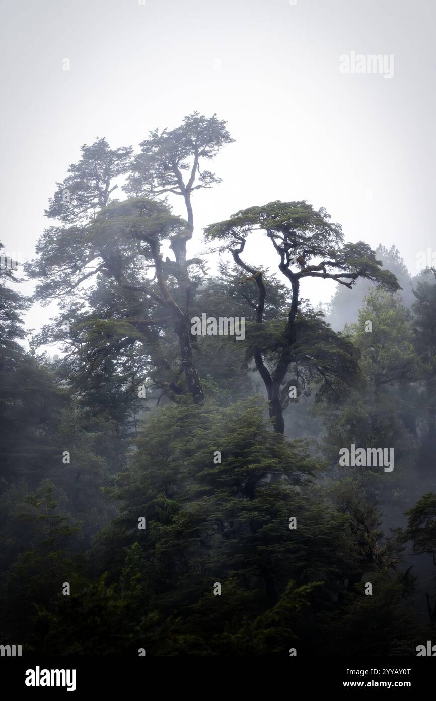 Rain Forest in Southern Chile Stock Photo