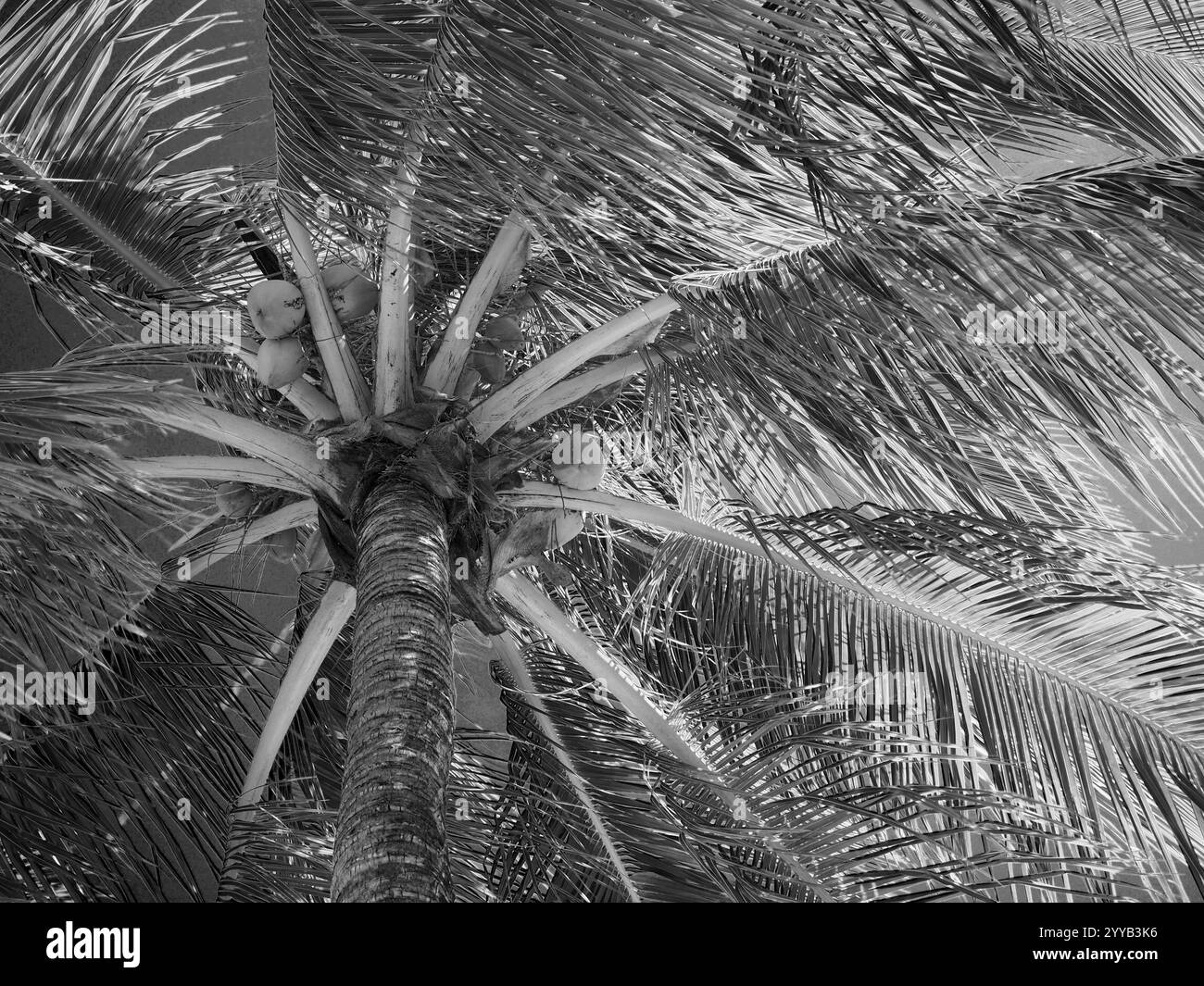 Palm island tree view Black and White Stock Photos & Images - Alamy