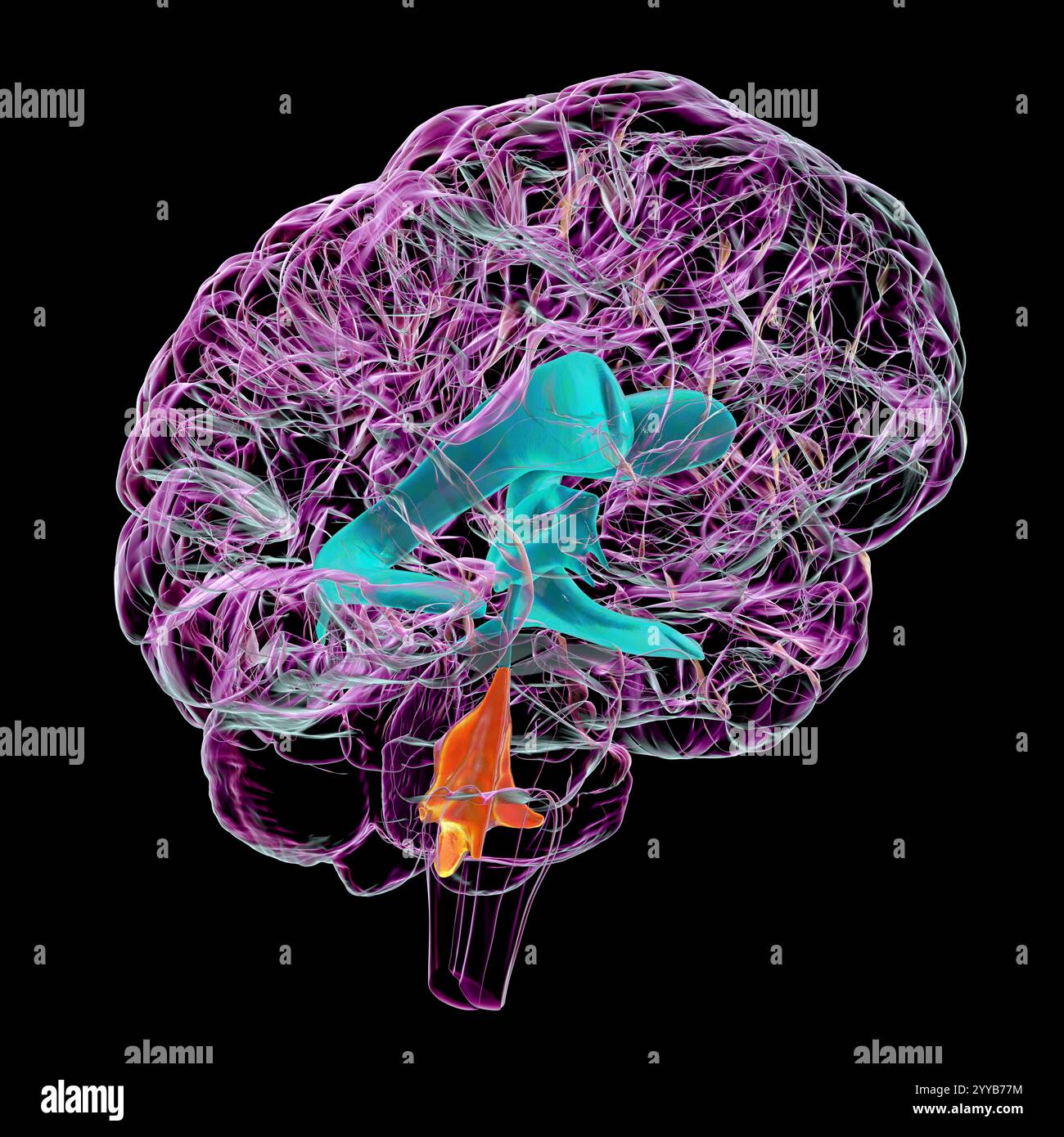 Computer illustration of the fourth brain ventricle, a fluid-filled ...