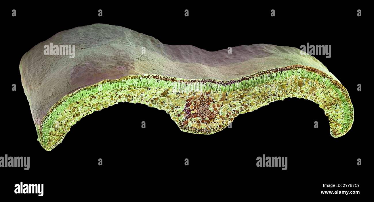 Box leaf. Coloured scanning electron micrograph (SEM) of a section through a leaf from the Common Box (Buxus sempervirens). The midrib (midvein) is the continuation of a leaf's stem along the centre of the leaf. At centre is a vascular bundle, which consists of xylem and phloem tissues. Xylem transports water and mineral nutrients from the roots throughout the plant and phloem transports carbohydrate and hormones around the plant. The surface (epidermis) of the leaf is covered in a waxy cuticle (top) that helps to prevent water loss. Magnification: x200 when printed 10 centimetres wide. Stock Photo