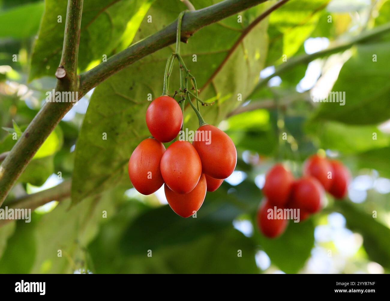 Tamarillo or Tree Tomato, Solanum betaceum (formerly Cyphomandra ...