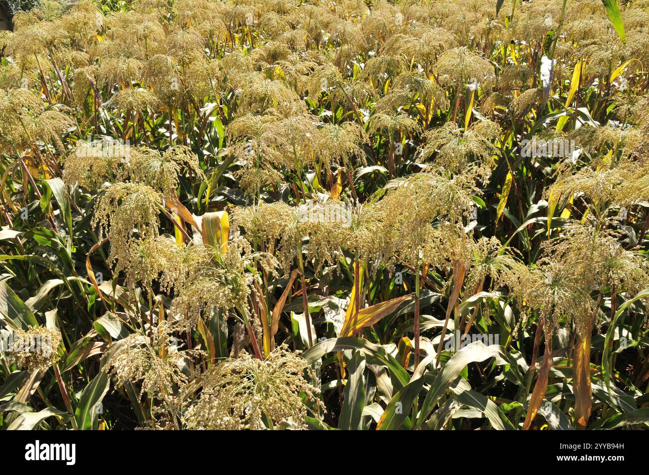 Mature sorghum seeds hi-res stock photography and images - Alamy