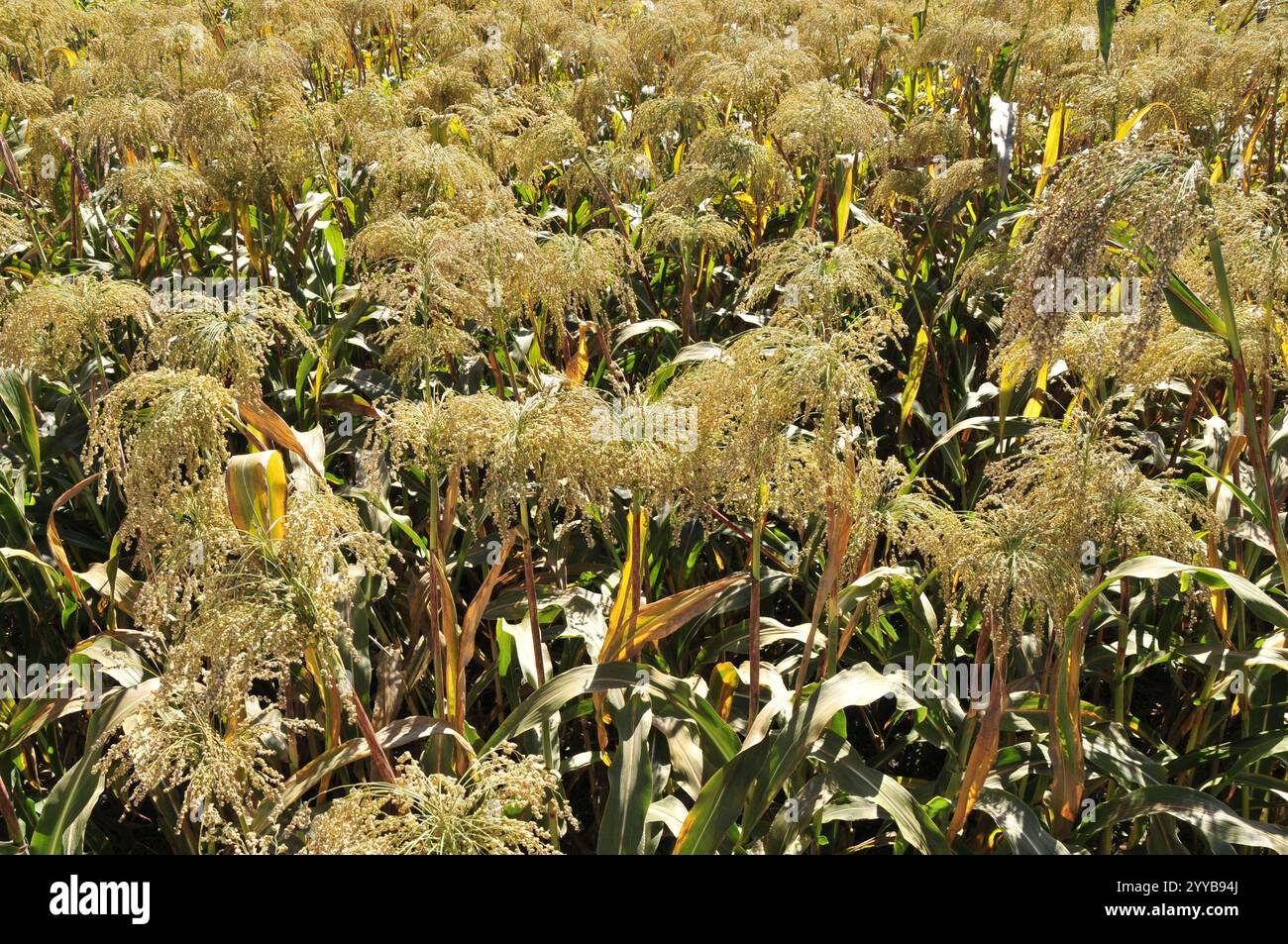 Mature sorghum seeds hi-res stock photography and images - Alamy