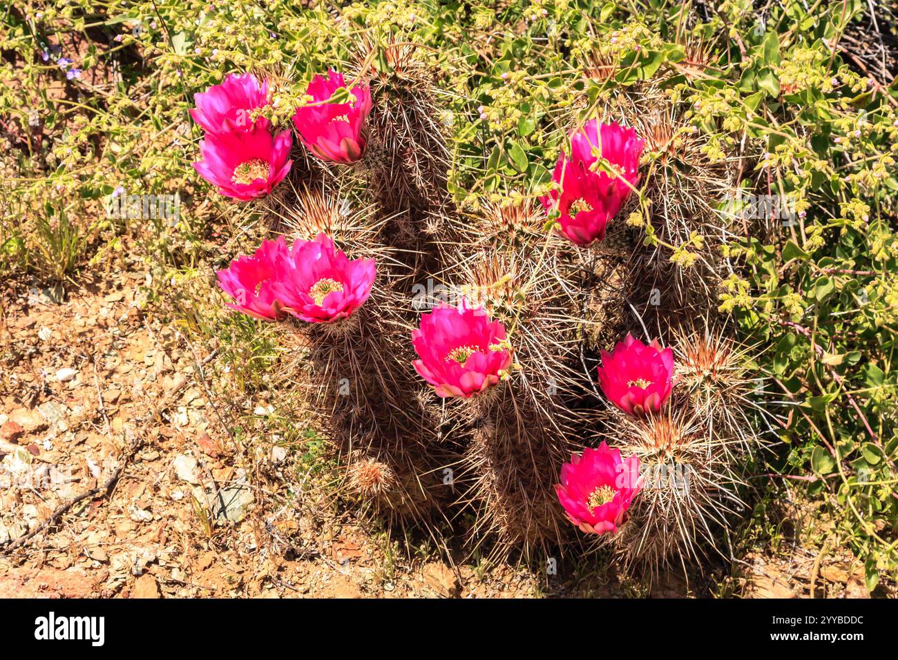 A group of pink flowers are growing in a desert. The flowers are small ...