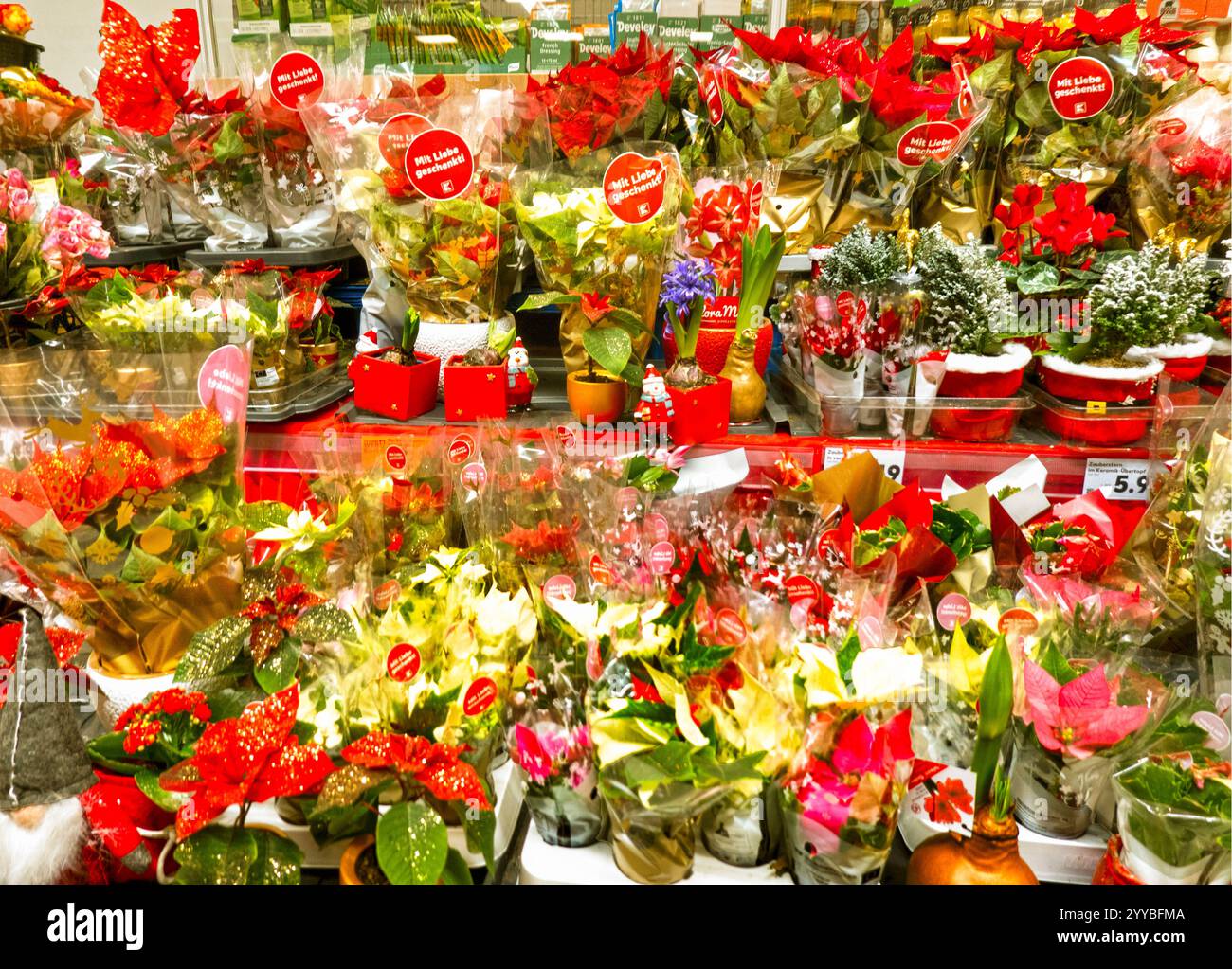 Schnittblumen zu Weihnachten gesehen in der Kaufland Filiale in