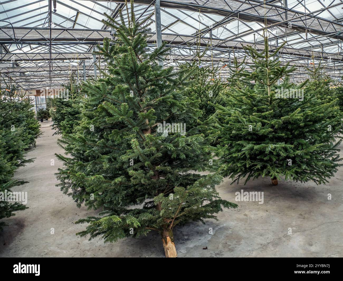 Sold Tree A wide selection of holiday trees being sold at the market place Stock ...