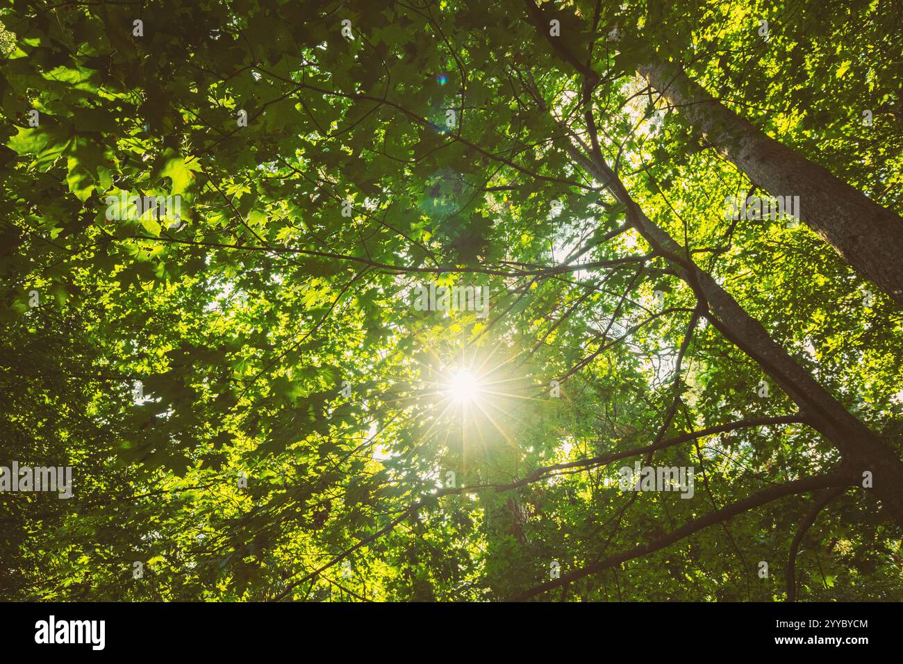 Maple Tree Insunlight Summer Sun Shining Through Canopy Of Tall Maple Trees. Woods Background ...