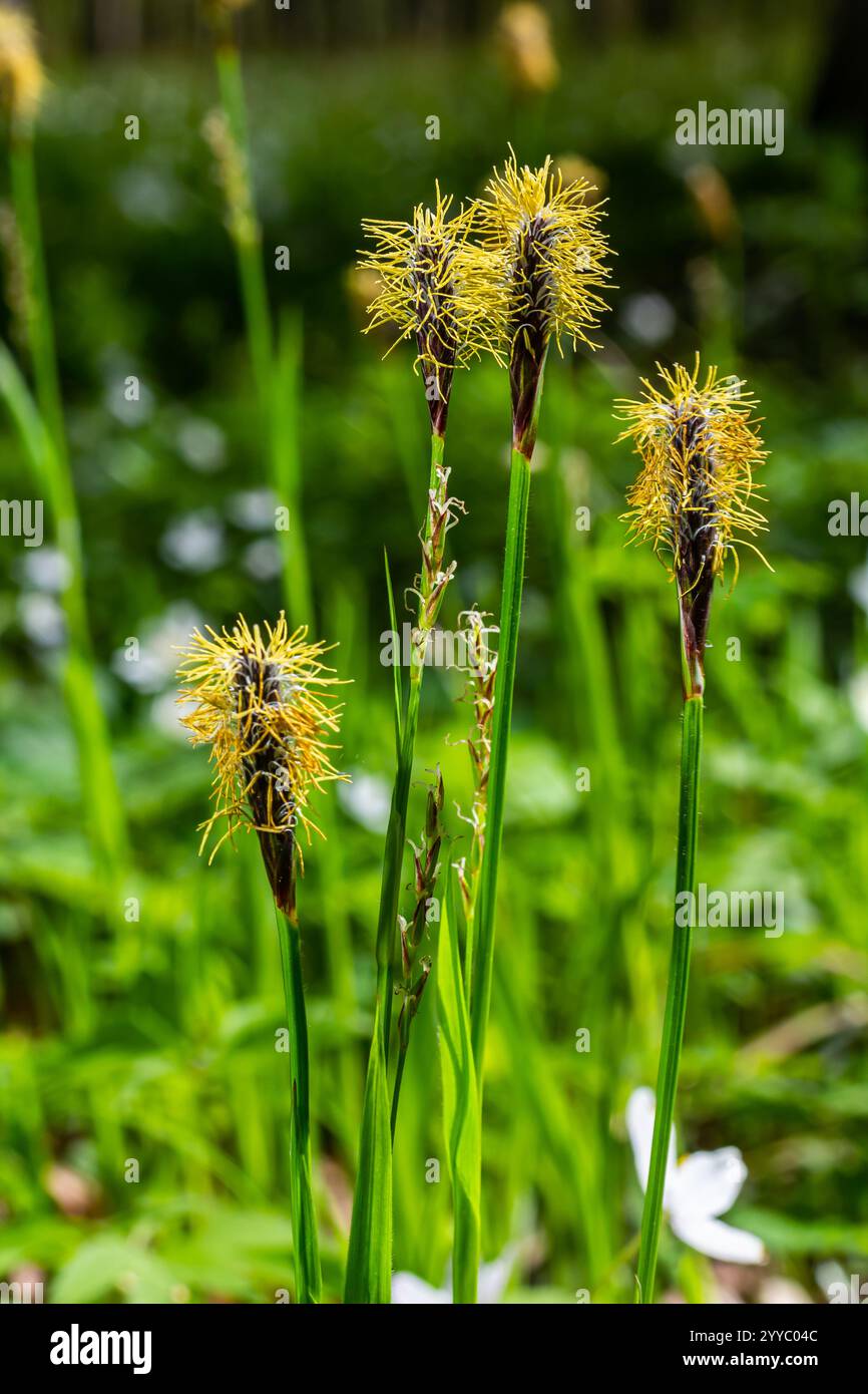 Growing grass sedge family hi-res stock photography and images - Alamy