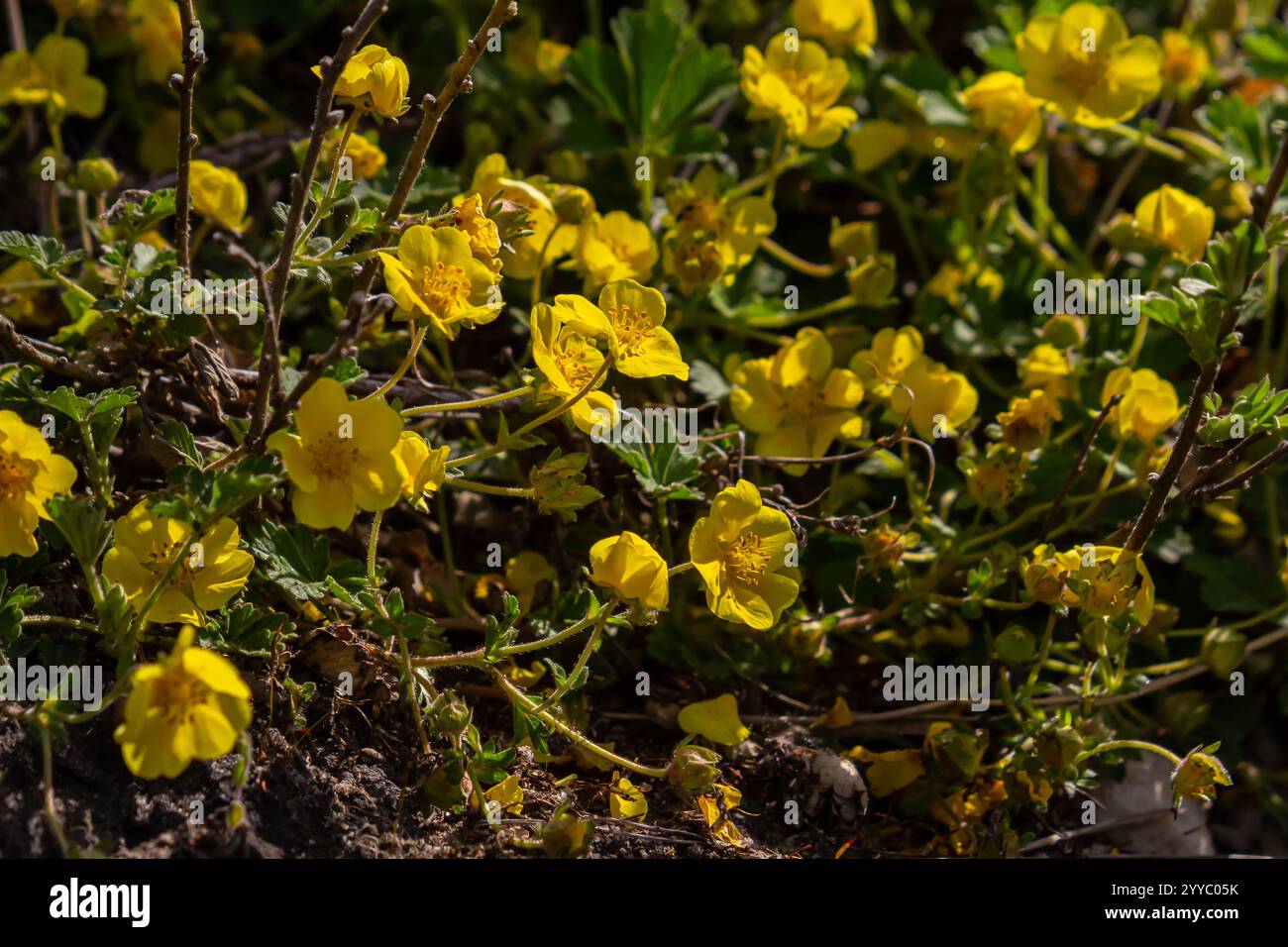 Kriechendes fingerkraut hi-res stock photography and images - Alamy