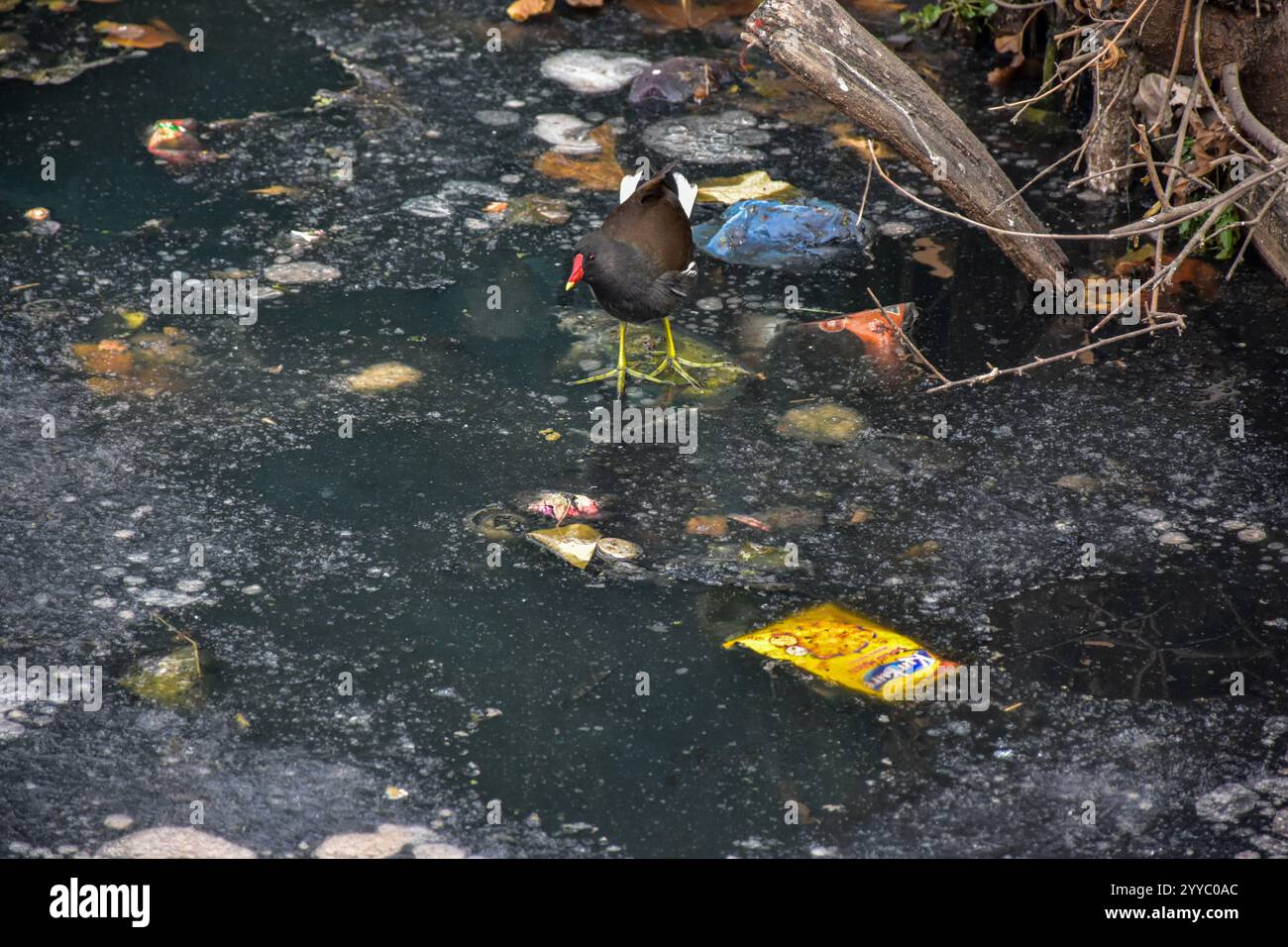 a-migratory-bird-walks-along-the-partially-frozen-dal-lake-following