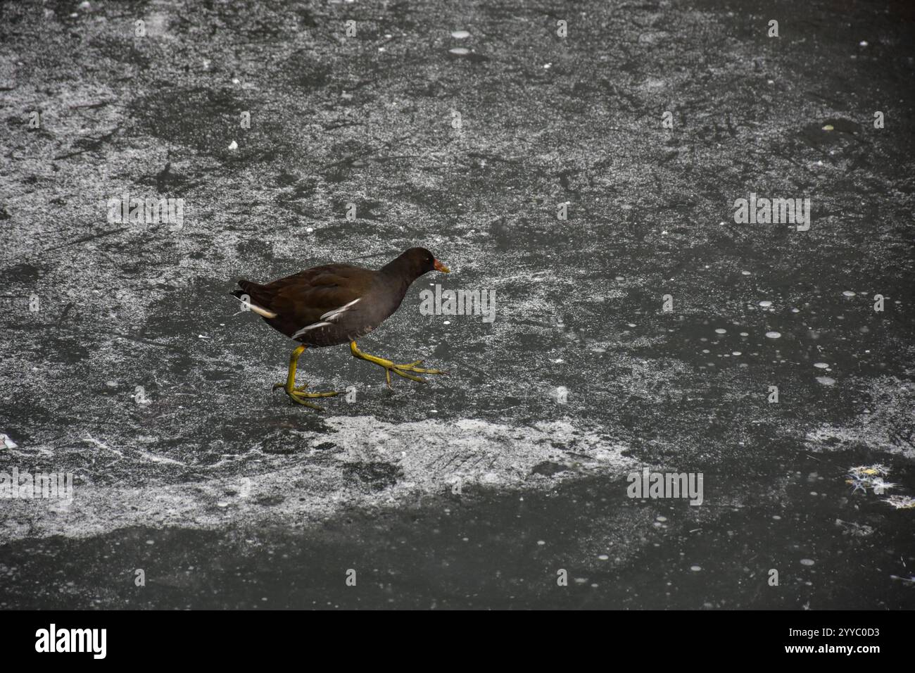 a-migratory-bird-walks-along-the-partially-frozen-dal-lake-following