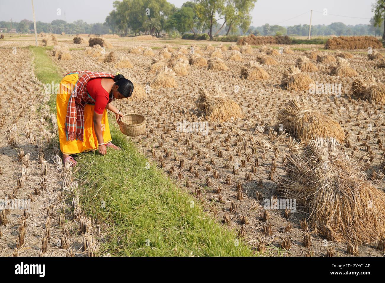 Hygrophila 101 – DustinsFishtanks, image size:1300x956
