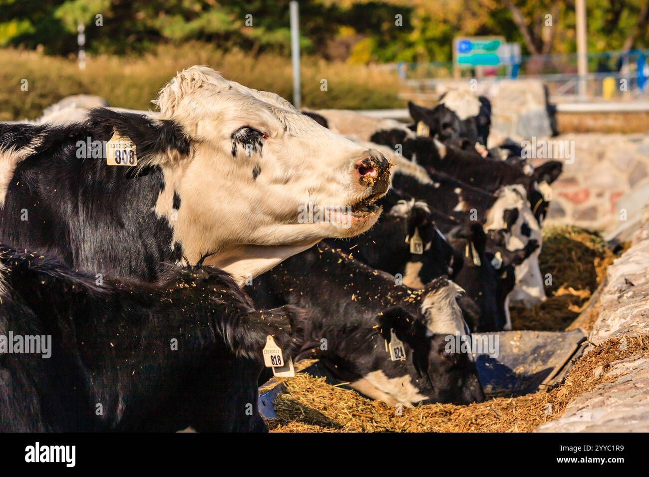 A herd of cows are eating hay in a field. The cows are black and white and have tags on their ears Stock Photo
