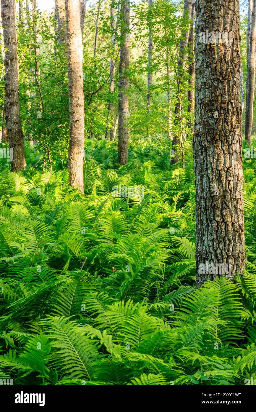 A forest with a tree in the middle. The trees are green and the ground ...