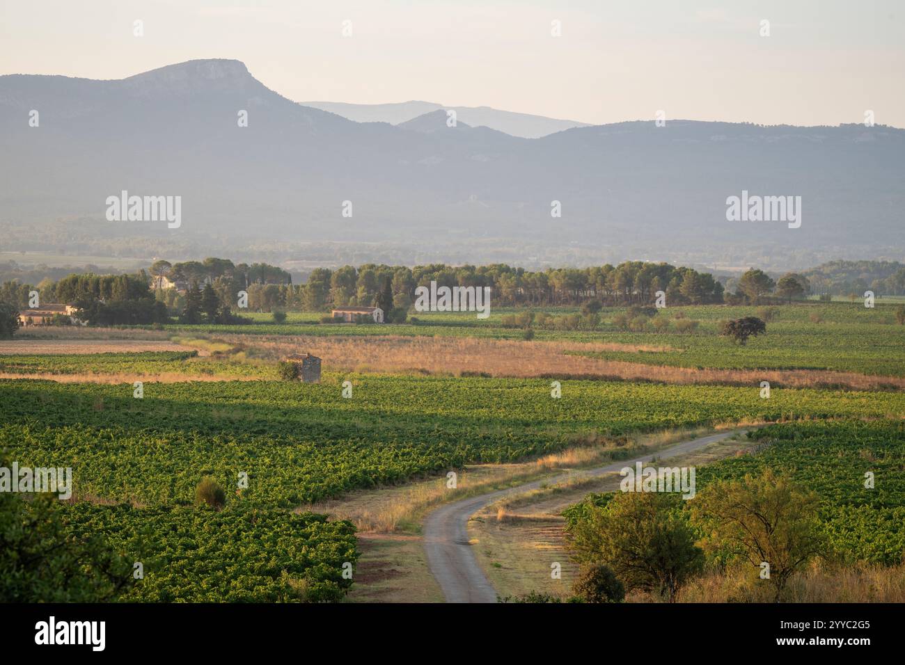 Vineyards at dawn, Puyloubier, Provence Alpes Cote d'Azur, Bouches du Rhone, France Stock Photo