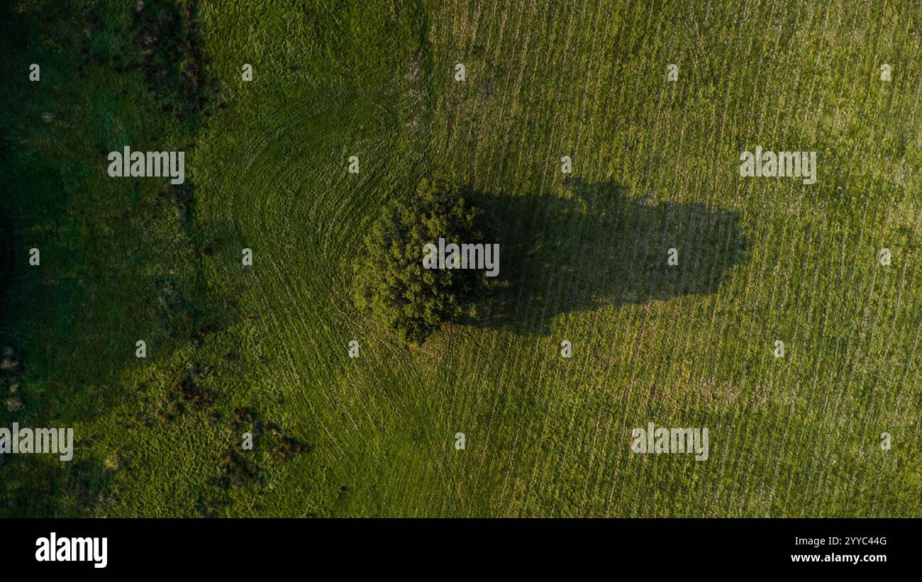 Aerial view of a lone tree casting a striking shadow on lush green ...