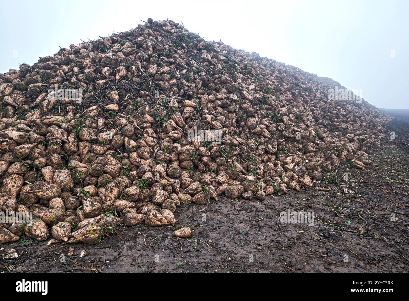 Rübenhalde. Rübenhalde am Feldrand. 20241104MIC0014 *** Beet heap Beet heap at the edge of the field 20241104MIC0014 Stock Photo