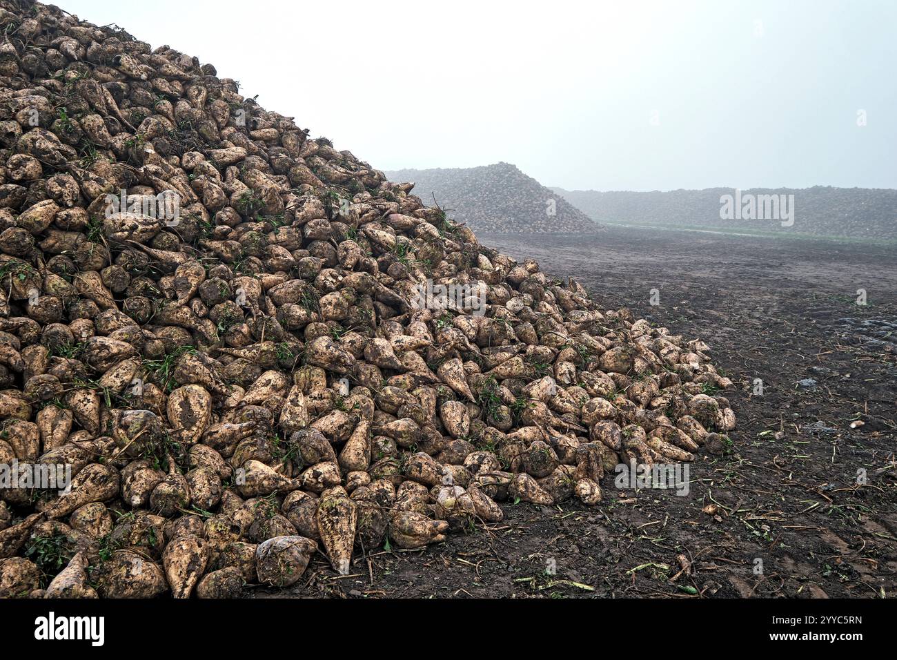 Rübenhalde. Rübenhalde am Feldrand. 20241104MIC0009 *** Beet heap Beet heap at the edge of the field 20241104MIC0009 Stock Photo