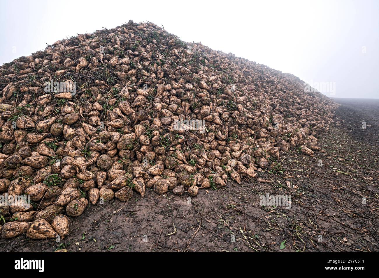 Rübenhalde. Rübenhalde am Feldrand. 20241104MIC0016 *** Beet heap Beet heap at the edge of the field 20241104MIC0016 Stock Photo