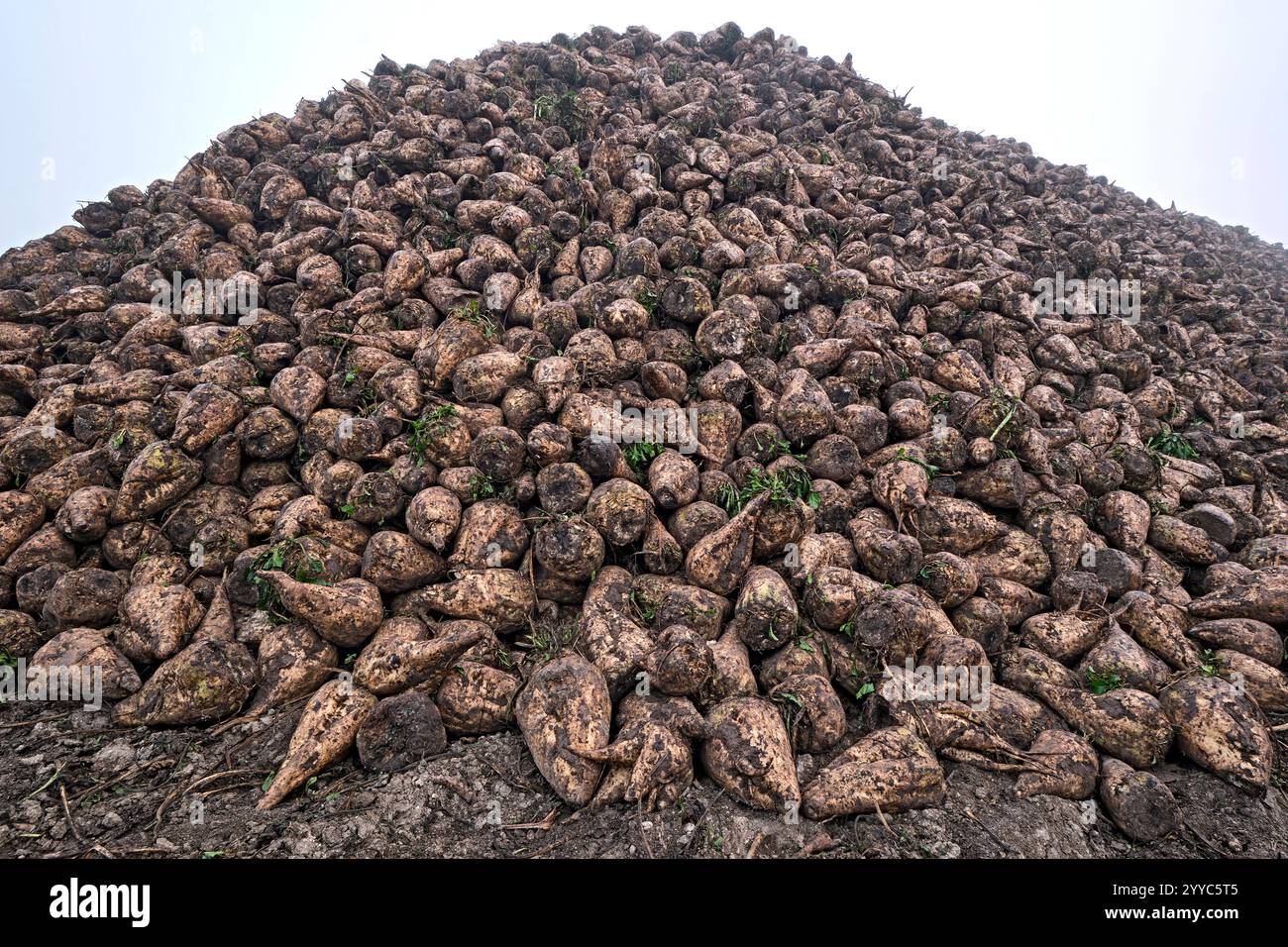 Rübenhalde. Rübenhalde am Feldrand. 20241104MIC0023 *** Beet heap Beet heap at the edge of the field 20241104MIC0023 Stock Photo