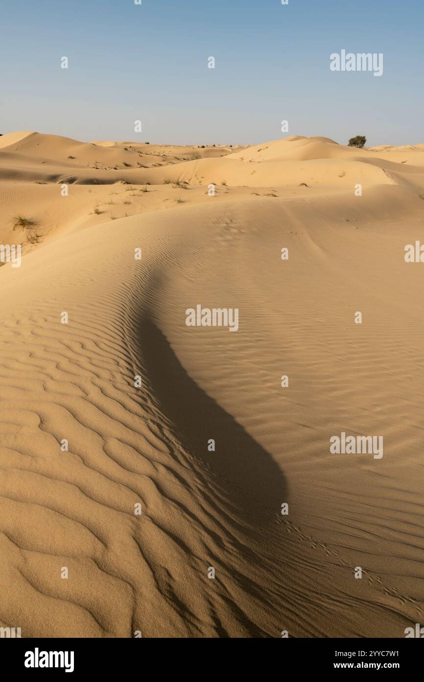 Al Qudra Desert, Dubai, United Arab Emirates Stock Photo