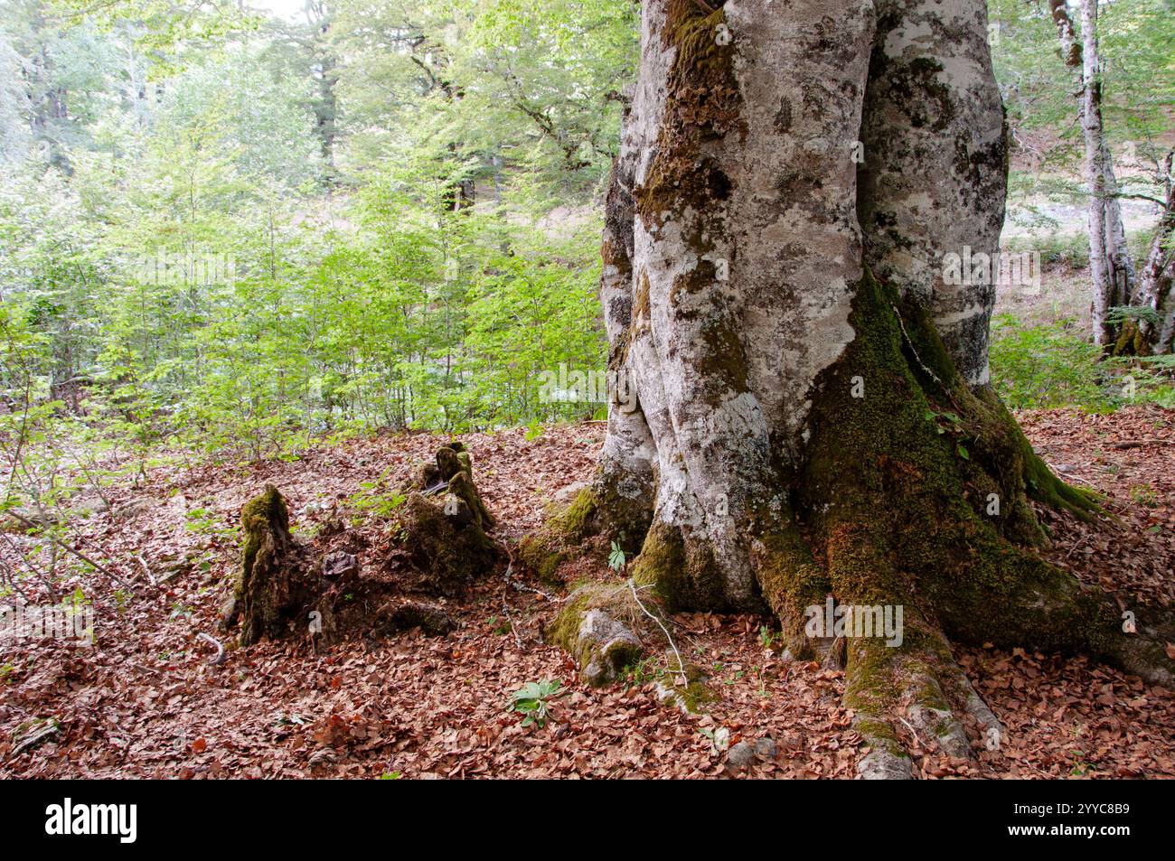 Ecosistema del bosque hi-res stock photography and images - Alamy