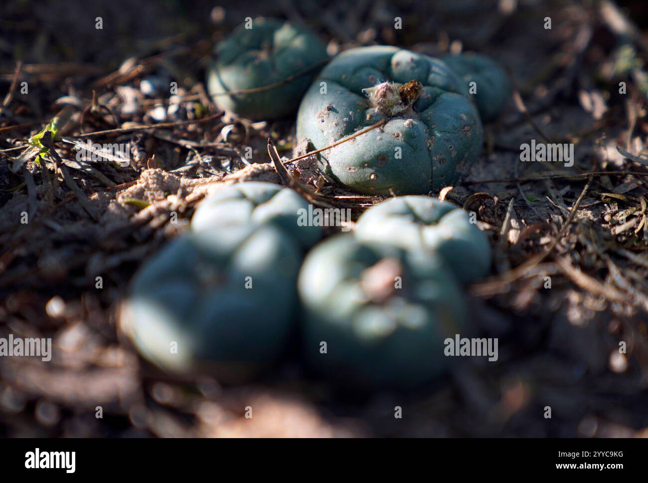 Peyote, a cactus and sacred plant medicine utilized in ceremony by ...