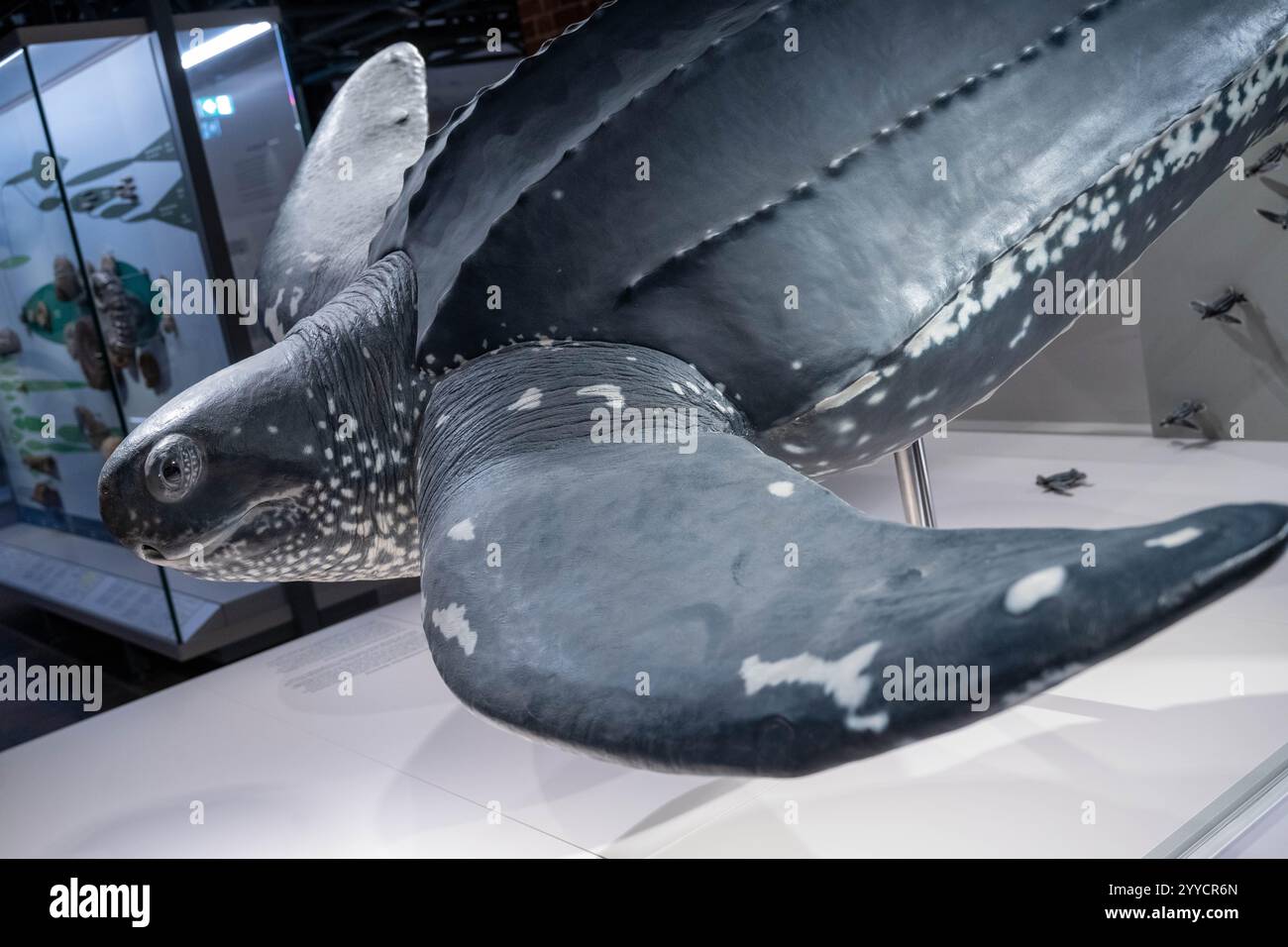 Stralsund, Germany. 17th Dec, 2024. The specimen of the leatherback turtle Marlene is on display in the Meeresmuseum exhibition. The model for the documentary sculpture is a leatherback turtle (Dermochelys coriacea) that got caught in a fish trap in the Prohner Wiek off Stralsund on October 20, 1965. Credit: Stefan Sauer/dpa/Alamy Live News Stock Photo