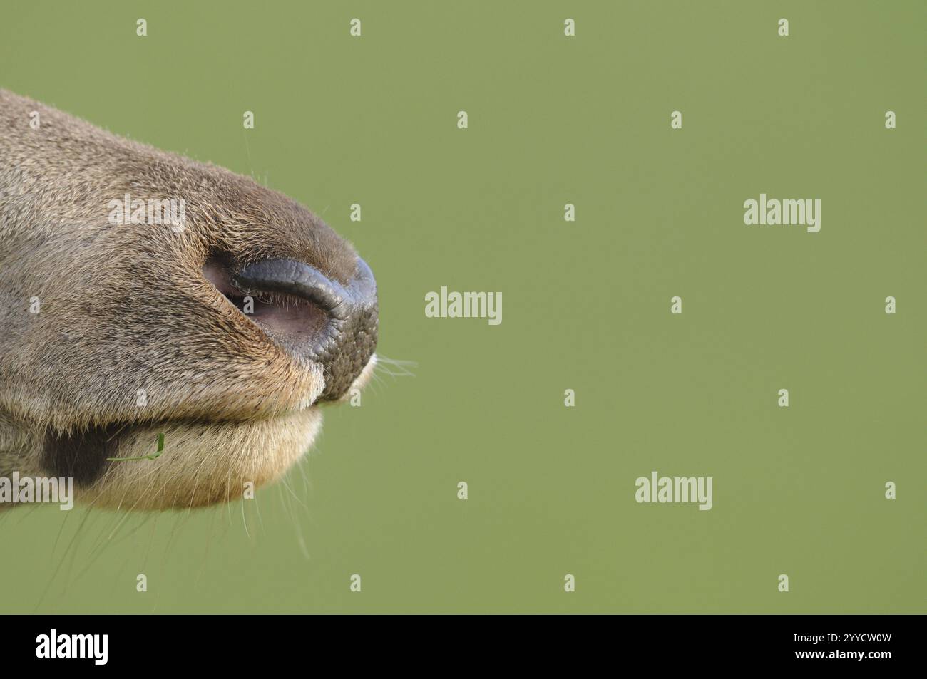 Detailed image of the nose on a green background, red deer (Cervus elaphus), Bavaria Stock Photo