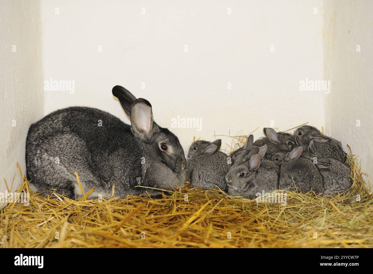 A rabbit family, mother and her young, on hay in a hutch, large ...