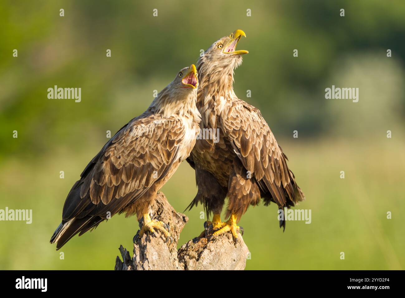 White-tailed eagle (Haliaeetus albicilla) adult female (l) and male (r) breeding pair perched on a rotting tree stump with beaks open while calling - Stock Image