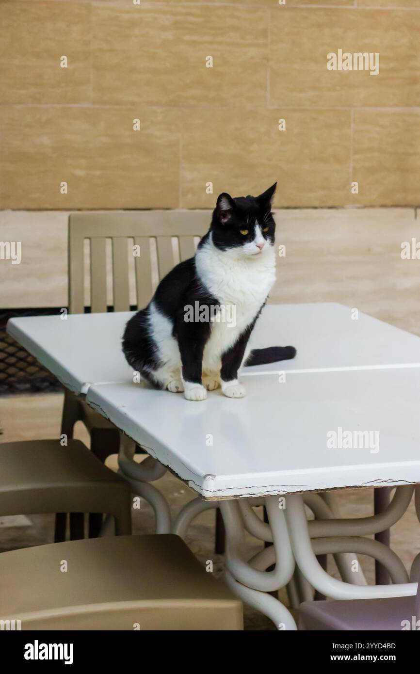 Black And White Cat Sitting on a Table Outdoors in a Relaxed Pose Stock ...