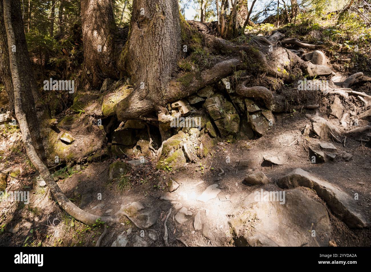 Structural roots hi-res stock photography and images - Alamy