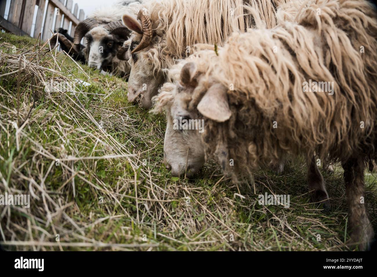 Flock of Grazing Sheep on Green Pasture Stock Photo - Alamy