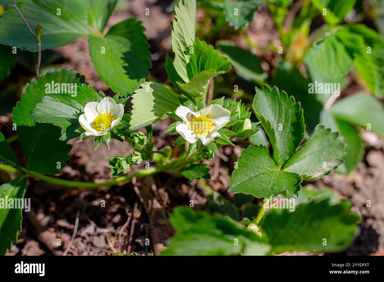 Blooming strawberry plant in a garden bed. Growing and caring for ...