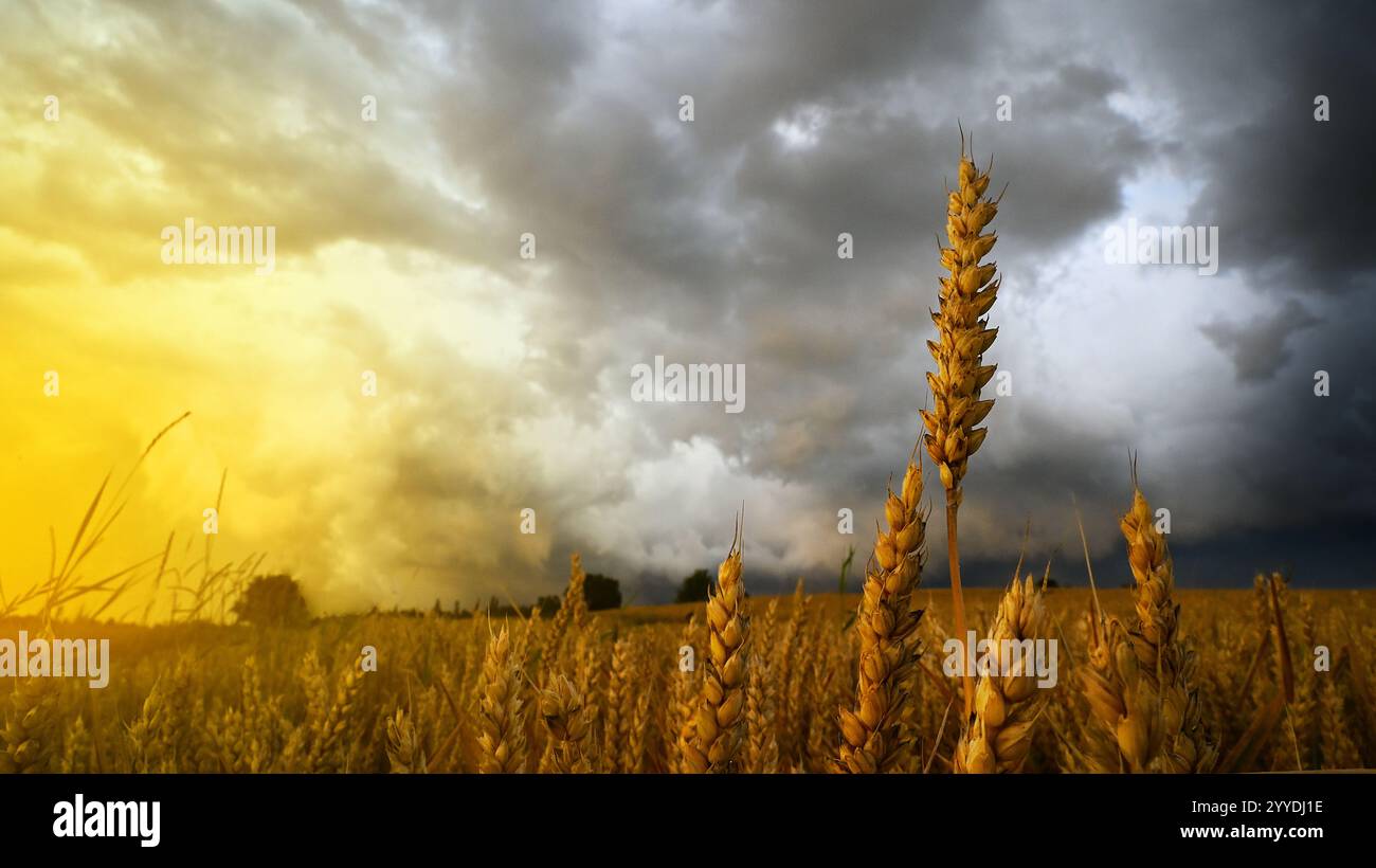 Autumn Boardwalk Through Golden Wheat and Forest Fields – HD Wallpaper, image size:1300x820