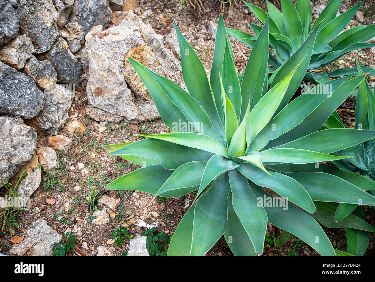 alocasia zebrina narrow Alocasia zebrina main image 1