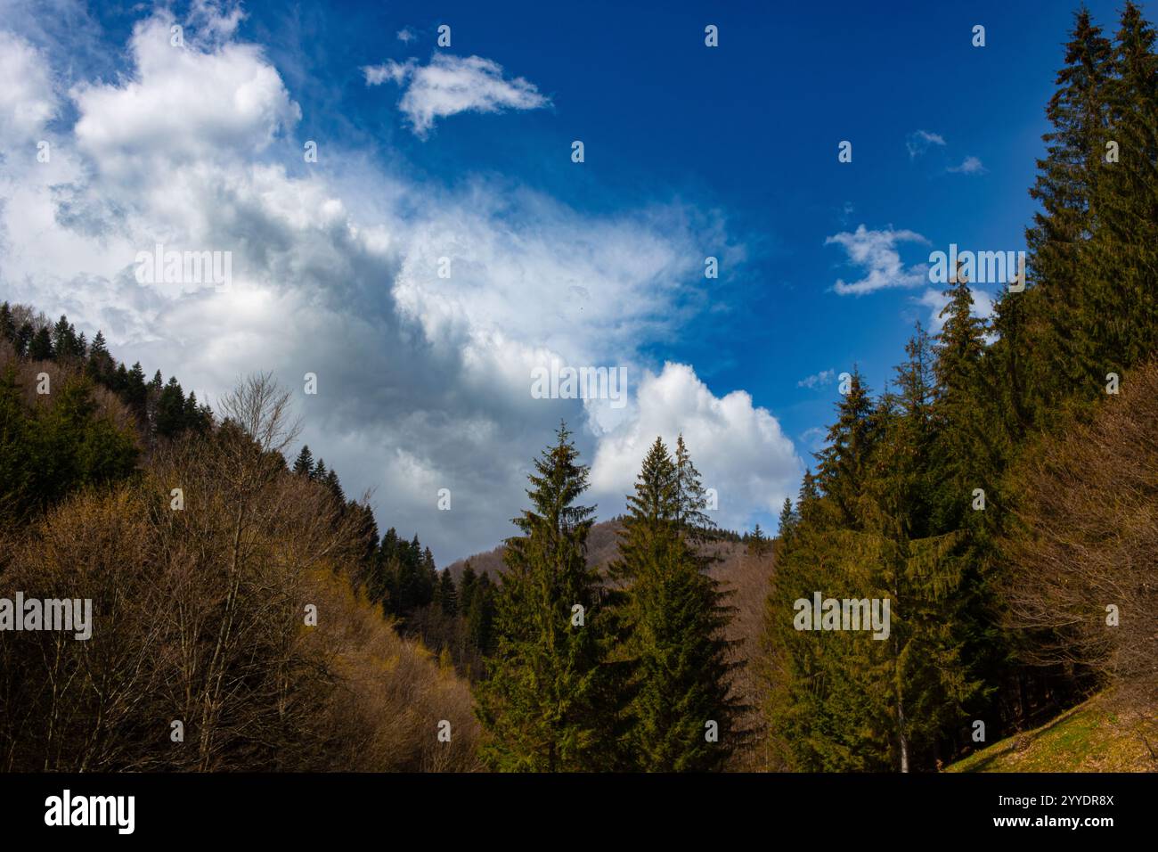 Landscape cloudy sky trees hi-res stock photography and images - Alamy